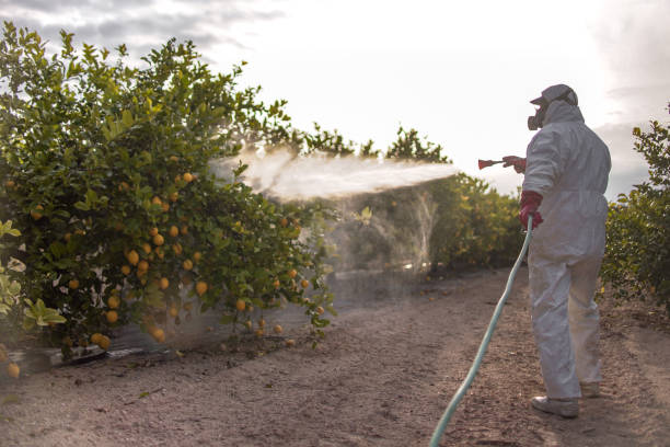 Best Pest Inspection Near Me  in Culver City, CA