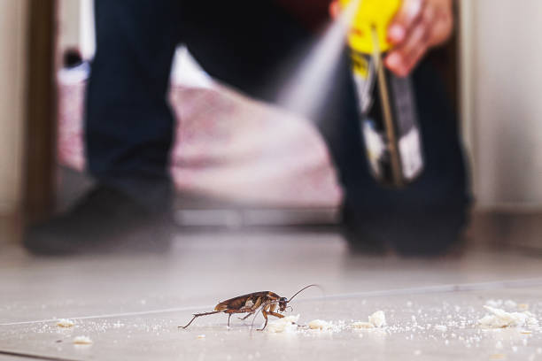 Trusted Culver City, CA Pest Control Experts
