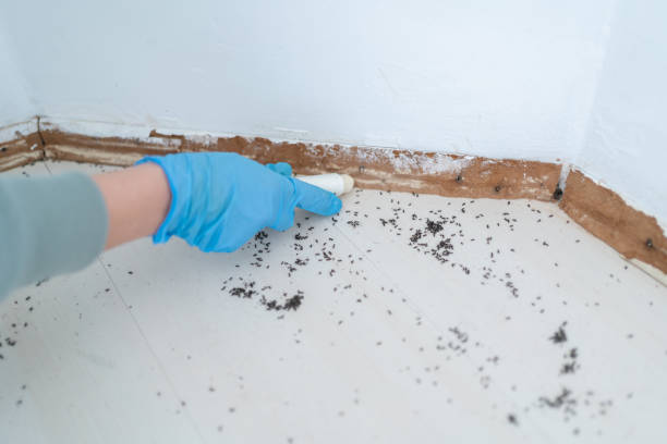 Best Residential Pest Control  in Culver City, CA